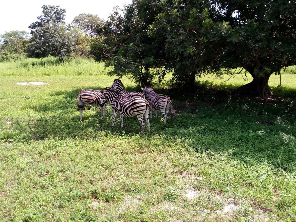 Sukuta Nema Guest House Banjul Exteriör bild